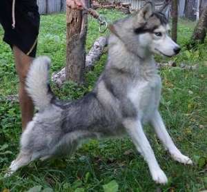 VAND HUSKI SIBERIAN