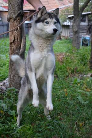 VAND HUSKI SIBERIAN
