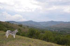 VAND HUSKI SIBERIAN