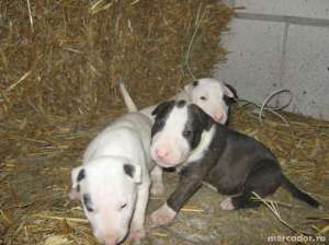 CUMPAR PUI DOBERMAN SAU BULL TERRIER