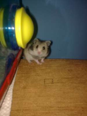 vand hamsteri