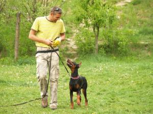 DRESAJ CANIN CLUJ Scoala de dresaj DOGMASTER,    DRESAJ CANIN CLUJ,       DRESOR CLUJ,     DRESAJ CA
