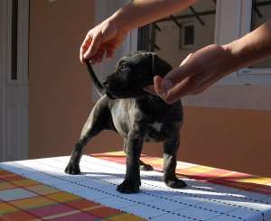 Dogo Canario catei de vanzare