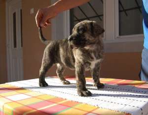 Dogo Canario catei de vanzare