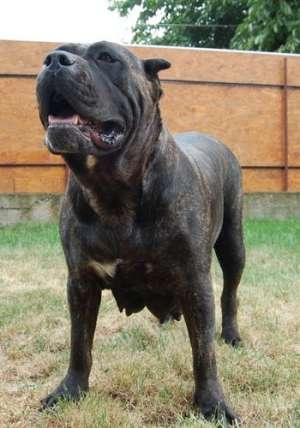 Dogo Canario catei de vanzare