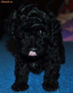 Puii caniche pitic