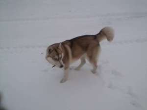 mascul husky 300 lei