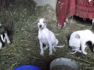 ogar greyhound
