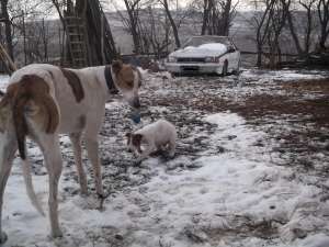 ogar greyhound