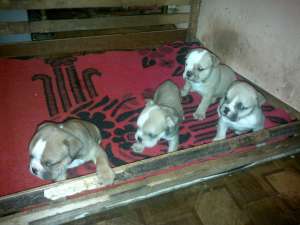 Vand catei buldog englez