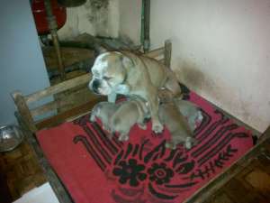 Vand catei buldog englez