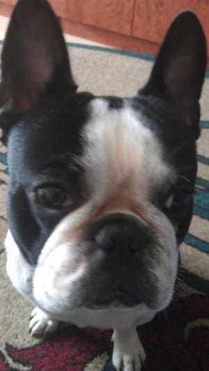 principe