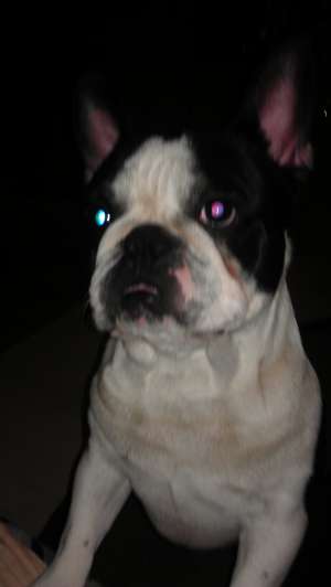principe