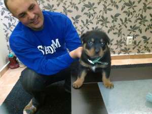 vand pui rottweiler