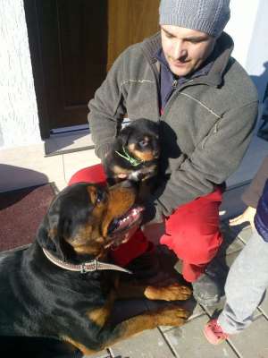vand pui rottweiler