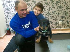 vand pui rottweiler