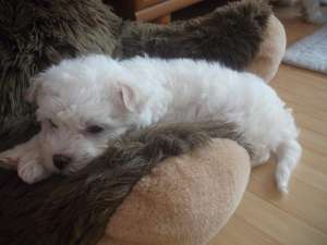 VAND puiuti bichon maltez, havanese, frize, shit-zu si caniche.