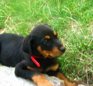 VAND PUI ROTTWEILER