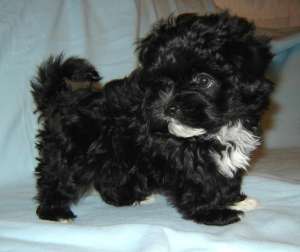 VAND puiuti bichon maltez
