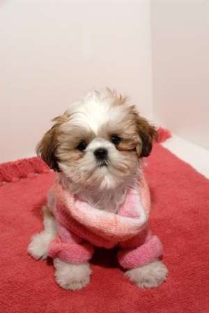 VAND puiuti bichon maltez
