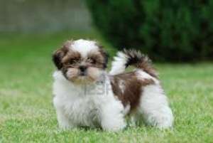 VAND puiuti bichon maltez
