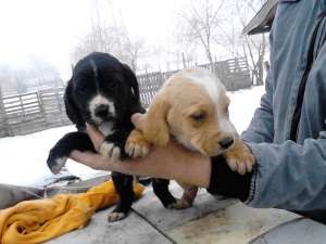 Vand pui Basset Hound