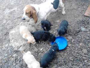 Vand pui Basset Hound