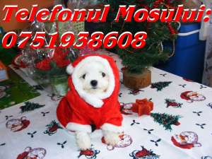 Pui mascul Bichon Bolognese