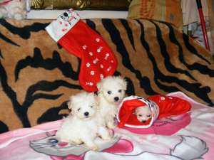 Pui mascul Bichon Bolognese