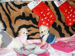 Pui mascul Bichon Bolognese