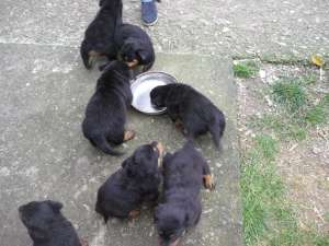 vand pui rottweier