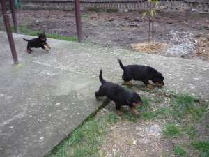 vand pui rottweier