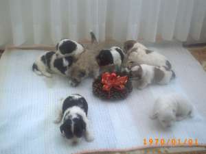 OFERTA DE AN NOU! - pui de bichon havanez talie mica