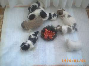 OFERTA DE AN NOU! - pui de bichon havanez talie mica