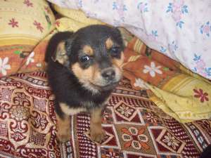 Pinscher pitic toy superba