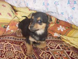 Pinscher pitic toy superba