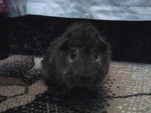 vand porcusor de guineea + cusca