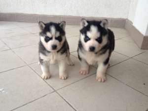 3 Catei Husky adorabili cauta stapan