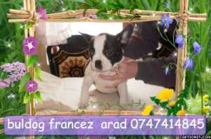 vand buldog francez