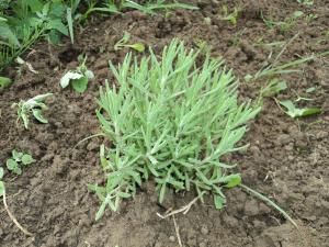 Butasi de lavanda