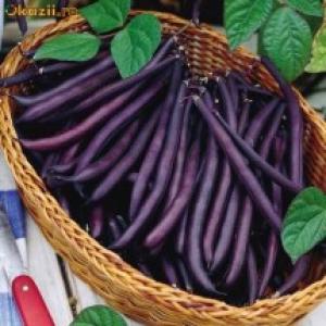 De vanzare seminte legume,   mirodenii,   hobby