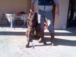 Presa Canario de Vanzare (2 Masculi)