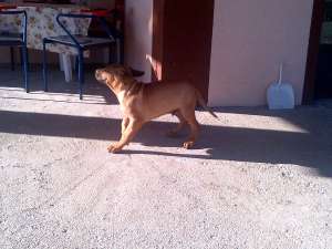 Presa Canario de Vanzare (2 Masculi)