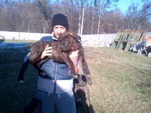 Presa Canario de Vanzare (2 Masculi)