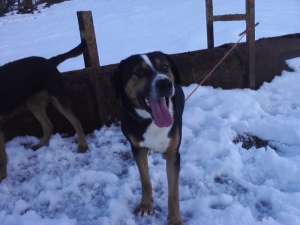 vand caine copoi ardelenesc si un jagd terrier