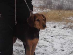 vand caine copoi ardelenesc si un jagd terrier