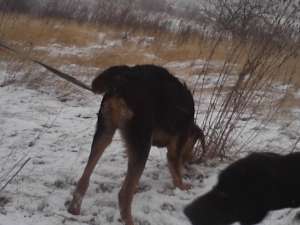 vand caine copoi ardelenesc si un jagd terrier