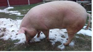 Porc de carne