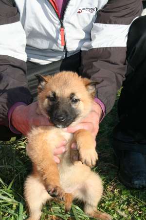 Catei ciobanesc belgian Malinois