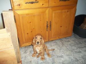 2 "PITICI " ŞI O "PRINŢESĂ" �ŞI AŞTEAPTĂ STĂP�NII